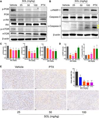 Sanguisorba officinalis L. suppresses non-small cell lung cancer via downregulating the PI3K/AKT/mTOR signaling pathway based on network pharmacology and experimental investigation